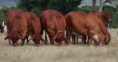 Rediex otorgó varias licencias de Marca País a la Cooperativa Fernheim.